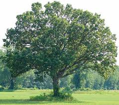 White Oak