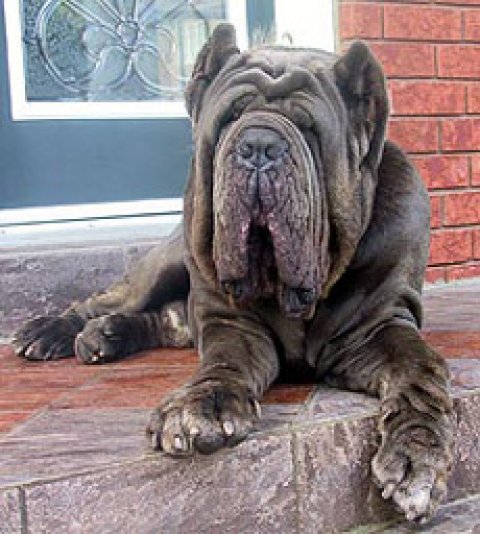 Mastiff