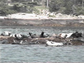 seal rock