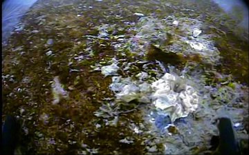 Rock Barnacles Feeding