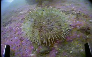 Green Sea Urchin