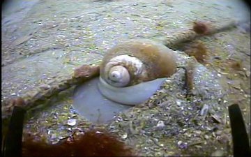 Moon Snail and Rope